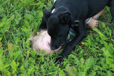 白头发的动物一只深色的狗袭击了一个白头发的小女孩.咬宝宝.照片