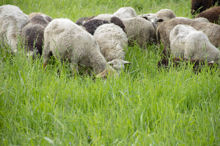 在牧场羔羊图片