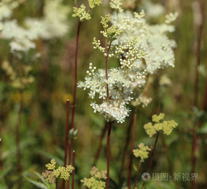 乌贼花 俗称草甸花或麦汁花 春天开花照片 正版商用图片2lcq5v 摄图新视界