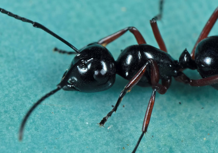 美丽的黑蚂蚁宏图片