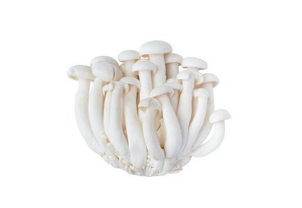 白背山毛榉蘑菇或石梅吉蘑菇图片