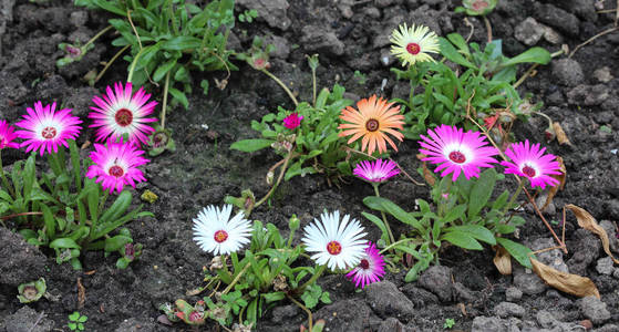 花茜图片 花茜素材 花茜插画 摄图新视界