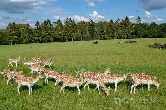 丹麦维斯特伯克的一群幼鹿