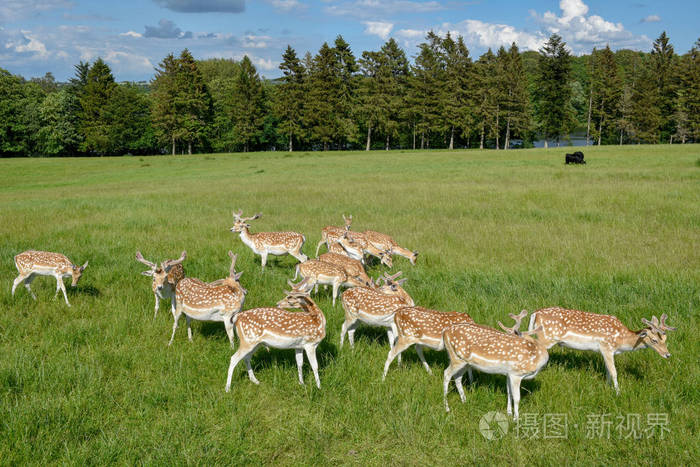 丹麦维斯特伯克的一群幼鹿