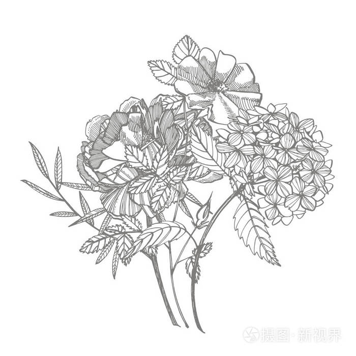 复古植物插图.黑白套画矢车菊,花卉元素,手绘植物插图.
