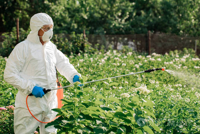 工人在植物上喷洒有机杀虫剂