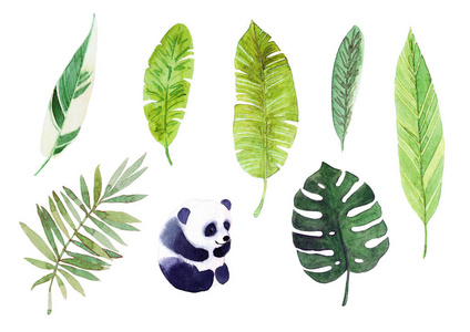 水彩热带树叶和熊猫.孤立的白色背景.照片