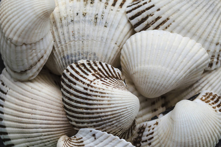 在海滩上可以找到各种大小的贝壳.夏日阳光明媚的海贝收藏特写镜头.