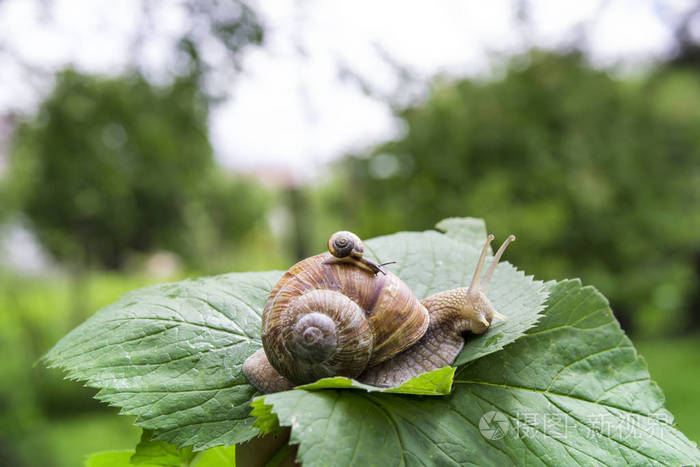 一只大蜗牛在绿叶上爬行一只小蜗牛在绿叶上爬行小蜗牛带着一只长着