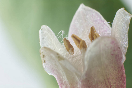 有雪果细毛的雄蕊和花瓣图片