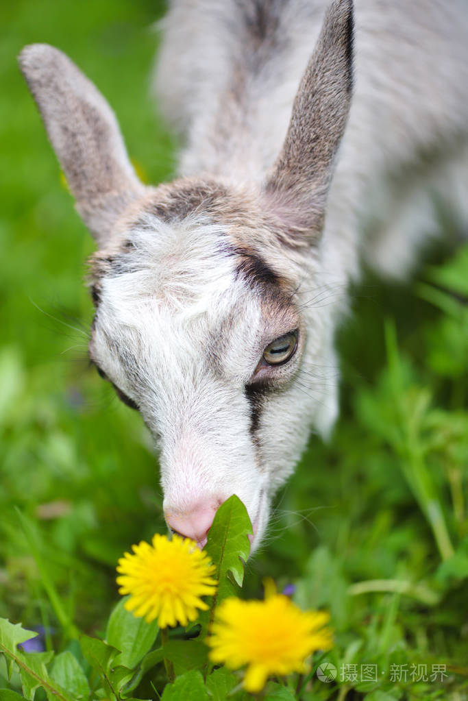 小山羊在绿色的草坪上吃草