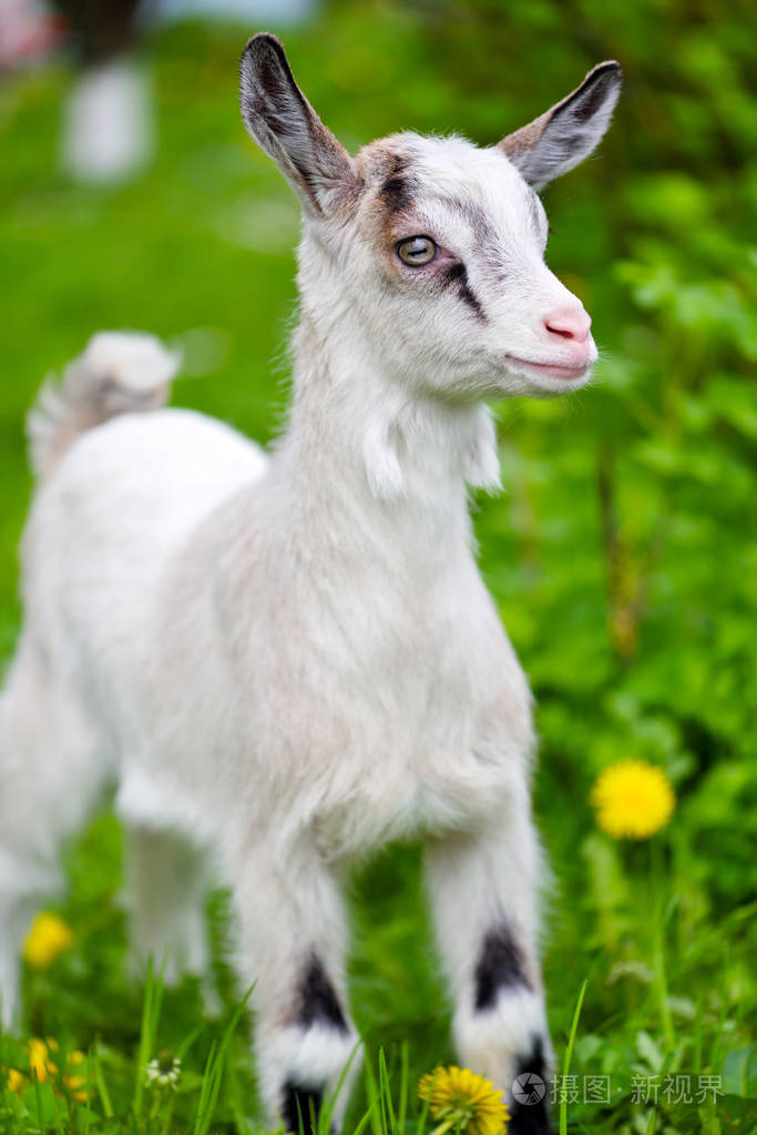 站在绿色草坪上的白色小山羊