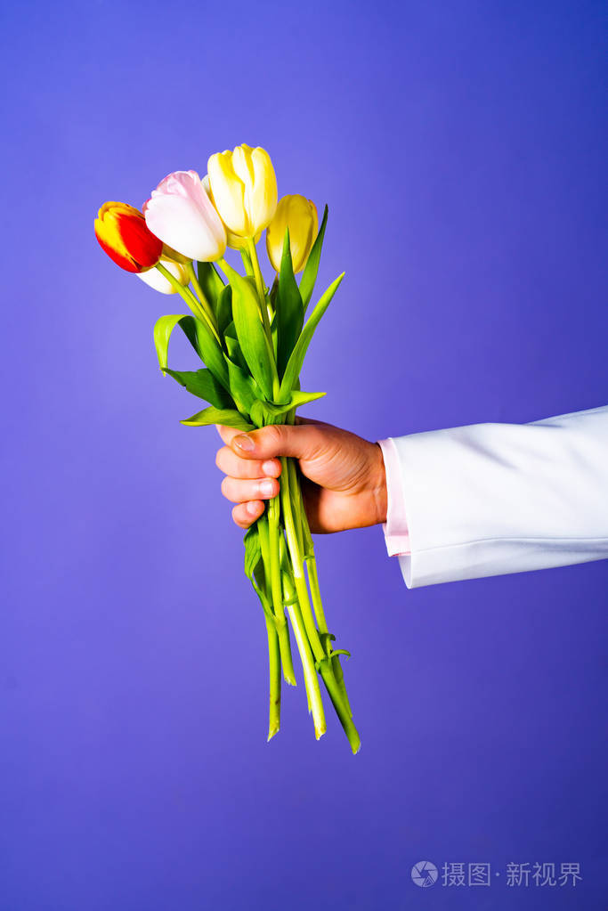 男性手拿着蓝色背景上的一束鲜花商人手拿一束红白相间的郁金香花