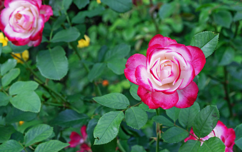 花园里的白玫瑰图片