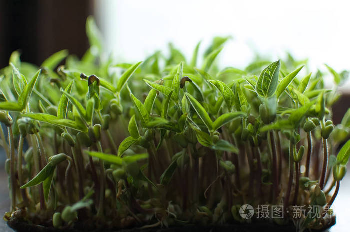 绿豆种子在盒子里发芽的侧视图新鲜和生芽的生长健康食品理念家中种植