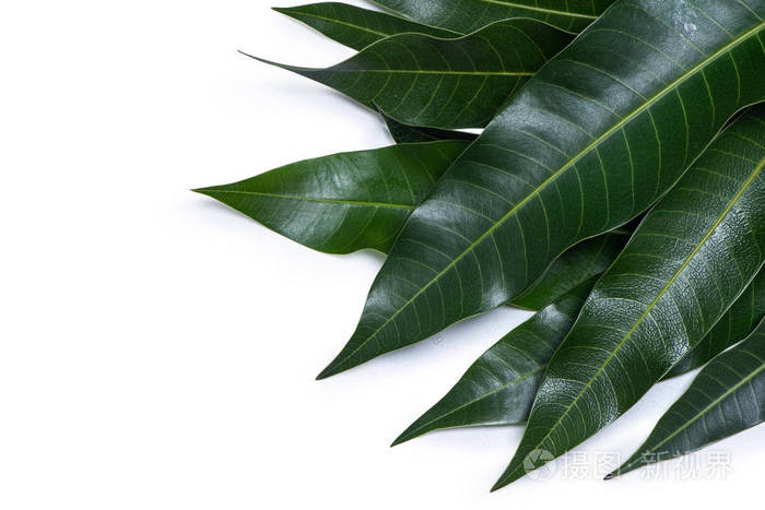 绿色新鲜芒果叶隔离在白色背景上,细部纹理美丽.