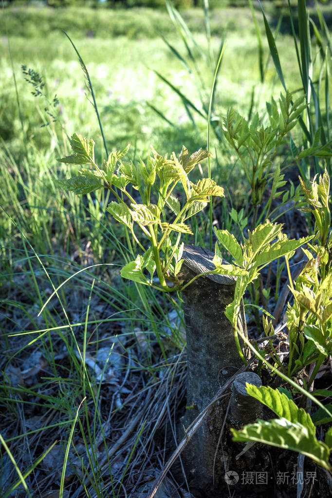 树桩长出新芽嫩枝渴望生命