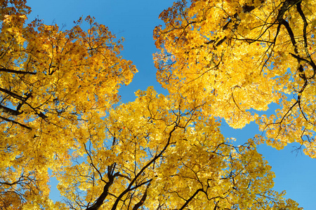 秋天树枝上美丽的金色枫叶图片