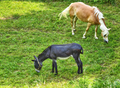 a donkey  and a horse, in captivity 插画