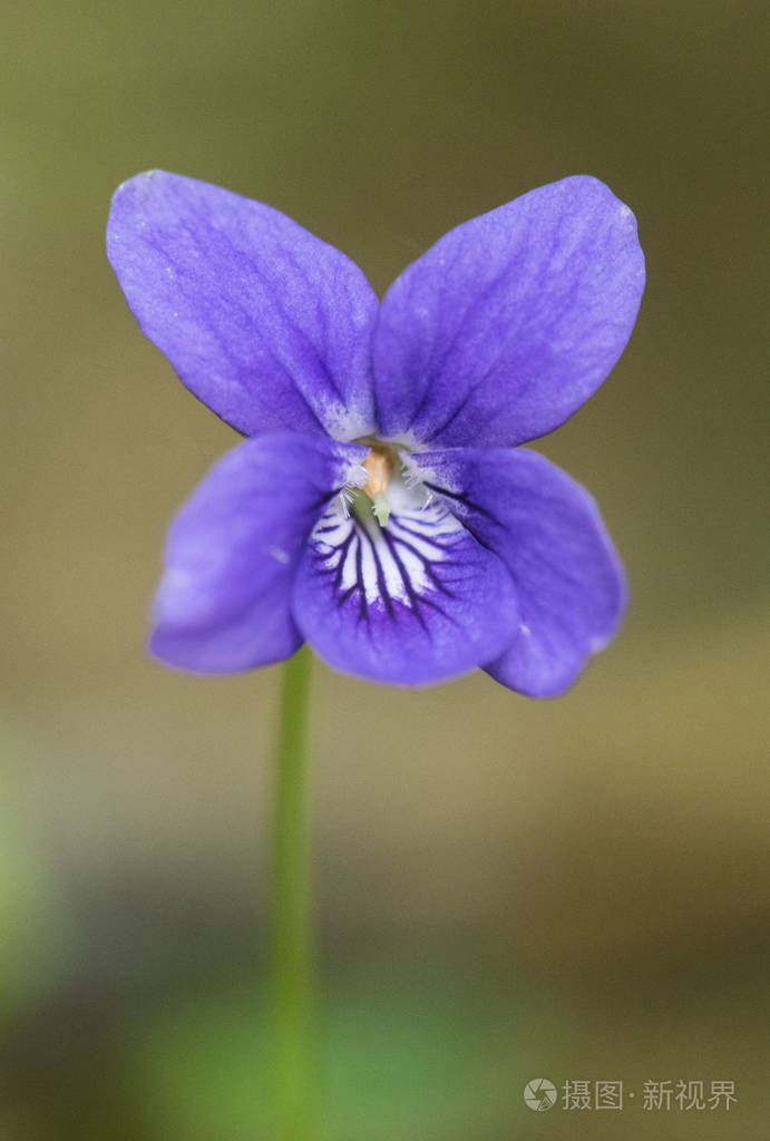 紫罗兰属紫罗兰属外形娇艳