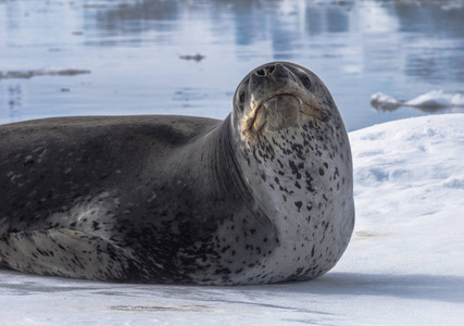 天敌南极的天敌是豹海豹.放松躺在冰上的动物.照片