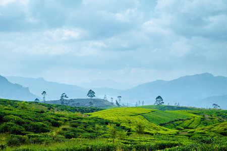 云天山茶园全景图图片