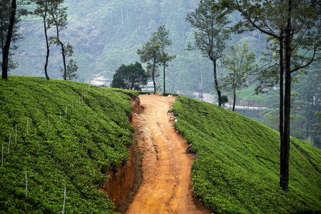 土路旁小山上的广阔茶园图片