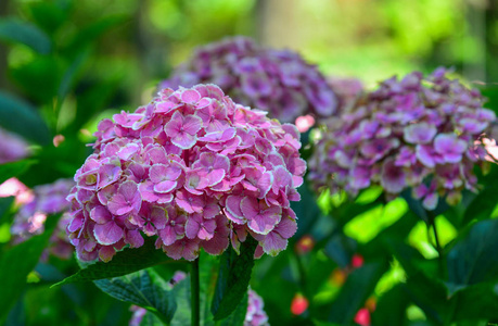 在日本的绣球花花园绣球花在夏天盛开照片