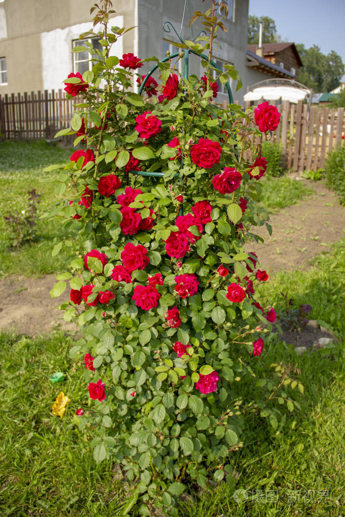 灌木上的红玫瑰明信片布局