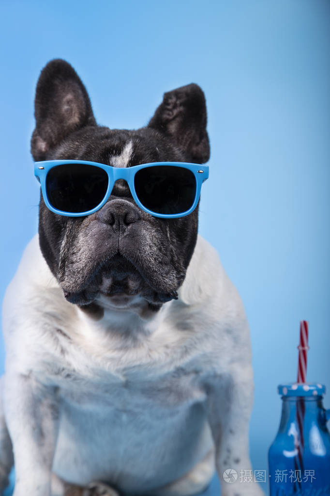戴着夏日眼镜的法国斗牛犬特写镜头