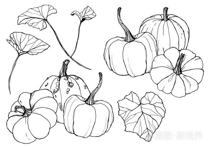 线条艺术南瓜设置为秋收节手工绘制的传统南瓜叶子和树枝被隔离在白色