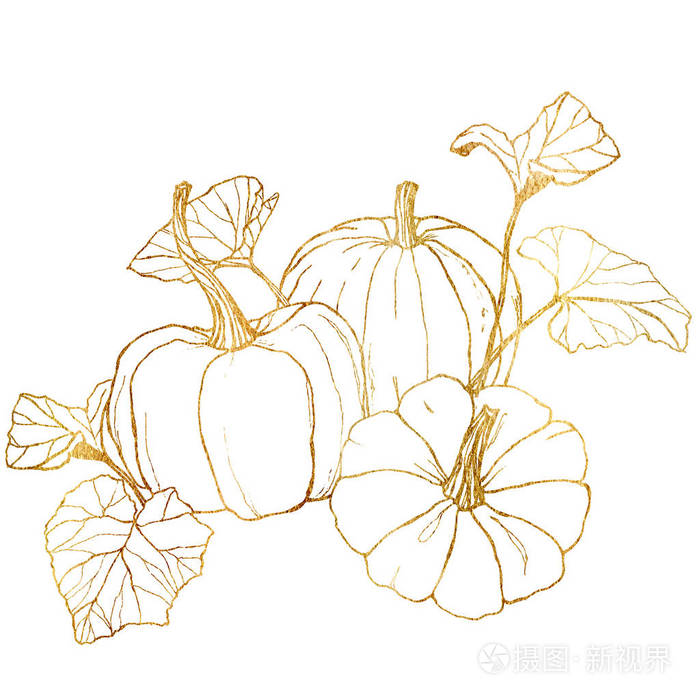 手工绘制的传统南瓜,叶子和树枝被隔离在白色背景上.
