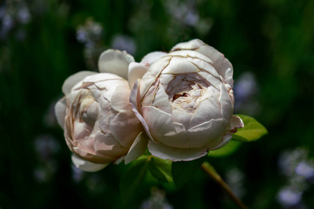 英国两朵白玫瑰花冠的美丽特写图片