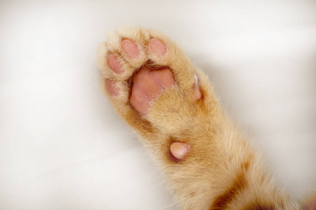 形容小猫的脚图片