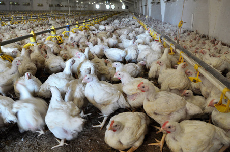 肉鸡养殖场图片