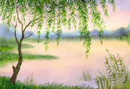 杨柳水彩风景画.黄昏时分,杨柳嫩枝弯弯曲曲照片