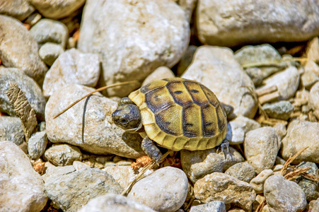乌龟爬行平台图片