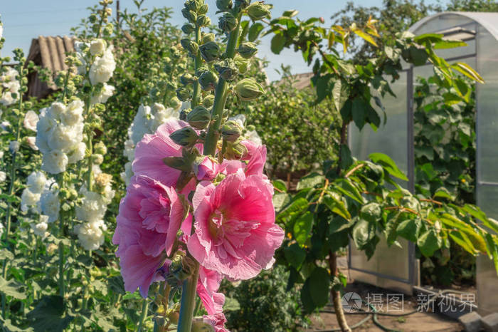 玫瑰红 粉红色和白色的双色 它们是很受欢迎的园林观赏植物 也被称为冬青树 花园里盛开的冬青花特写镜头照片 正版商用图片2lis3i 摄图新视界
