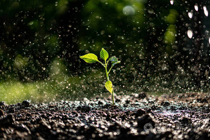 小苗在大雨中发芽