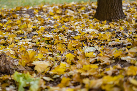 夏日黄叶飘落的公园休闲场景照片