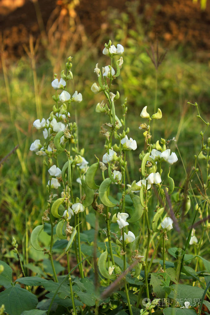 蚕豆藤蔓蚕豆属植物蔬菜和花卉