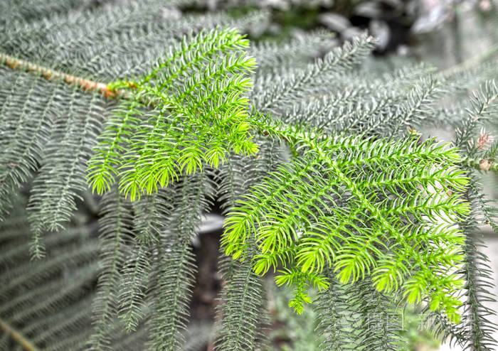 南洋杉互生叶的幼芽