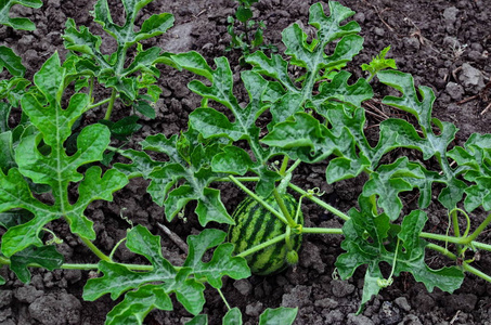 美丽西瓜植物图片