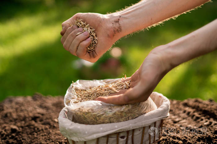 农民收集燕麦种子玉米杂粮新有机季节收获