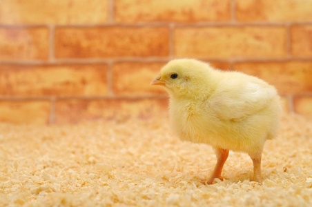 一只小黄鸡.照片