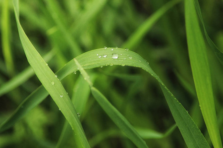 碧绿的小草在夏天与水滴合拢.柔和模糊的概念照片