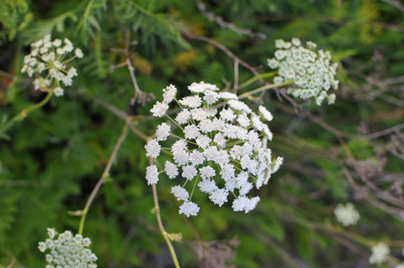 常见的雅罗阿基利亚千叶草白色花朵特写俯视图在绿色模糊的草花背景上
