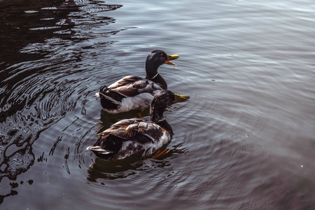 多彩的木头鸭子游泳图片