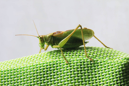 侧面特写图片一只蝗虫坐在绿色合成b上照片