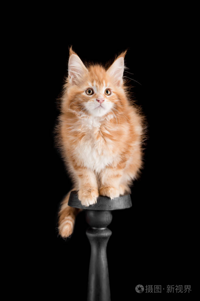 黑色背景的缅因州红猫咪
